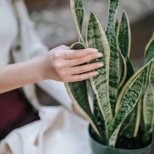 Money plant in a ceramic pot