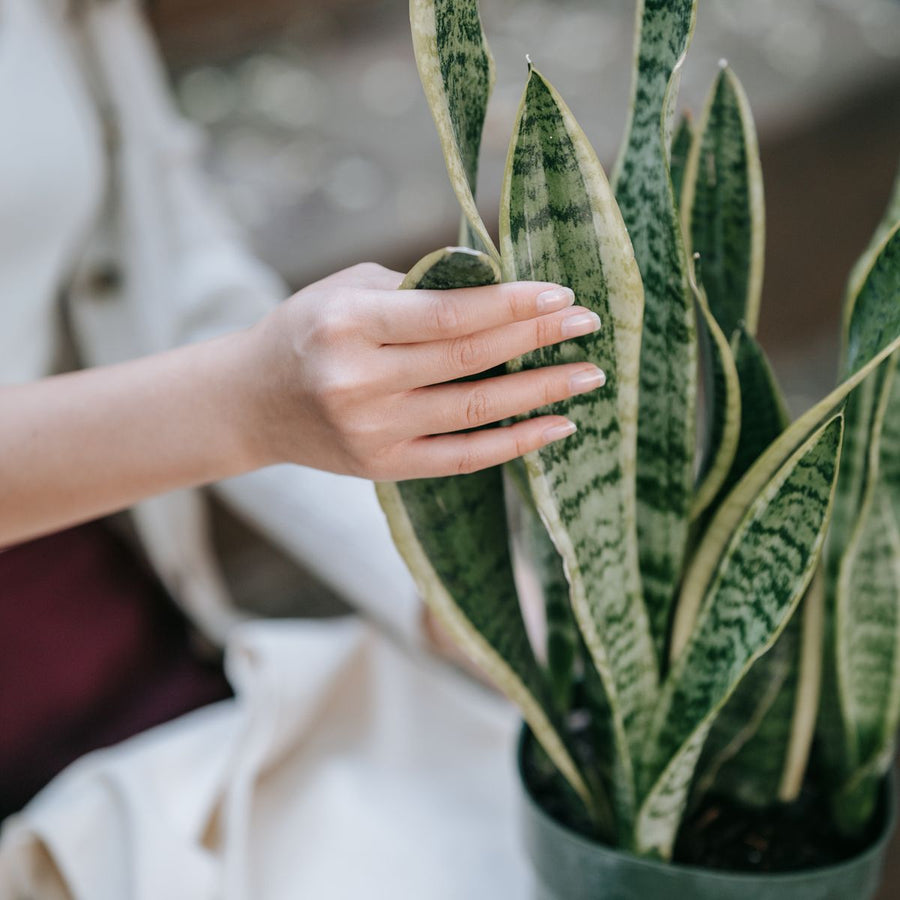 Money plant in a ceramic pot